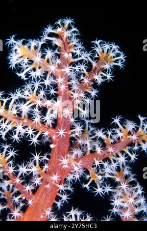 Polypes de corail doux, Chironephthya sp, site de plongée Tufi Resort House Reef, Tufi, Papouasie-Nouvelle-Guinée Banque D'Images