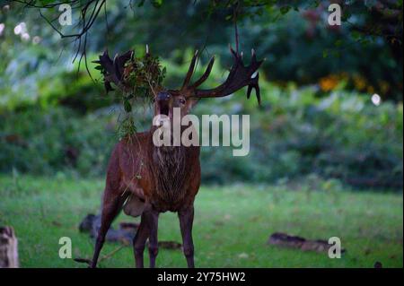 Cerf rouge dans Richmond Park dans la brume tôt le matin. Les cerfs ci-dessous pour défier les autres et maintenir leur domination pour l'accouplement pendant la saison d'ornithage. Ils rassemblent également le feuillage dans leurs bois pour se faire paraître grand et féroce. Londres, Royaume-Uni crédit : Mary-lu Bakker/Alamy Live News Banque D'Images