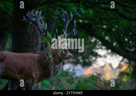 Cerf rouge dans Richmond Park dans la brume tôt le matin. Les cerfs ci-dessous pour défier les autres et maintenir leur domination pour l'accouplement pendant la saison d'ornithage. Ils rassemblent également le feuillage dans leurs bois pour se faire paraître grand et féroce. Londres, Royaume-Uni crédit : Mary-lu Bakker/Alamy Live News Banque D'Images