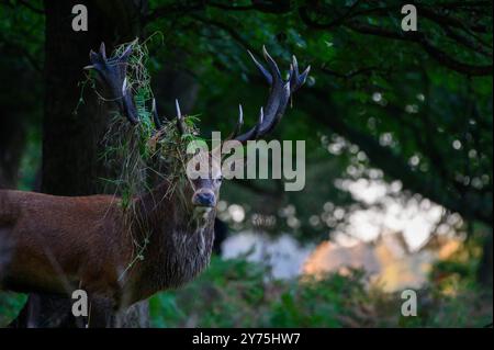 Cerf rouge dans Richmond Park dans la brume tôt le matin. Les cerfs ci-dessous pour défier les autres et maintenir leur domination pour l'accouplement pendant la saison d'ornithage. Ils rassemblent également le feuillage dans leurs bois pour se faire paraître grand et féroce. Londres, Royaume-Uni crédit : Mary-lu Bakker/Alamy Live News Banque D'Images