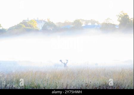 Cerf rouge dans Richmond Park dans la brume tôt le matin. Les cerfs ci-dessous pour défier les autres et maintenir leur domination pour l'accouplement pendant la saison d'ornithage. Ils rassemblent également le feuillage dans leurs bois pour se faire paraître grand et féroce. Londres, Royaume-Uni crédit : Mary-lu Bakker/Alamy Live News Banque D'Images