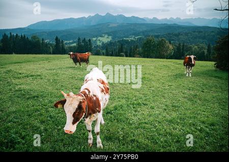 Vaches sur des pâturages verts dans le cadre magnifique des Hautes Tatras. Représentant le cœur de l'industrie laitière slovaque et polonaise Banque D'Images