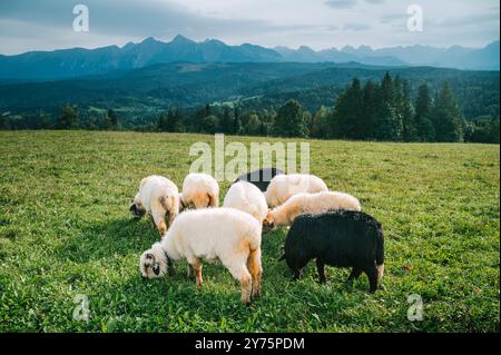 Moutons qui paissent paisiblement sur des pâturages verdoyants sous les majestueuses Hautes Tatras : un aperçu des traditions de l'élevage laitier en Slovaquie et en Pologne Banque D'Images