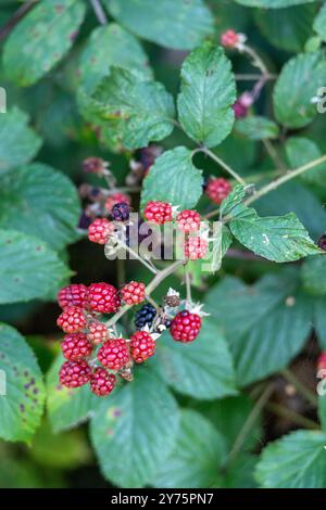 Un buisson de nombreuses mûres mûres (Rubus fruticosus). Ils sont décorés dans des couleurs rouges et violettes Banque D'Images