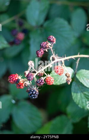 Un buisson de nombreuses mûres mûres (Rubus fruticosus). Ils sont décorés dans des couleurs rouges et violettes Banque D'Images