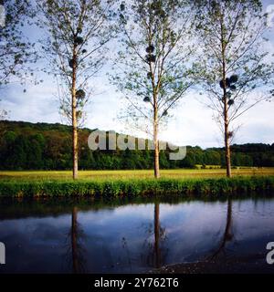 Drei Bäume an einem Fluss in der Region Bourgogne oder Burgund, im Departement haute-Saone, Frankreich um 1985. Banque D'Images