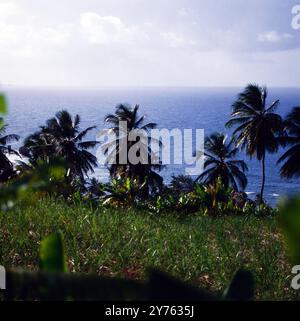 Palmen sind typischim Landschaftsbild der Ostküste von Barbados, um 1985. Banque D'Images