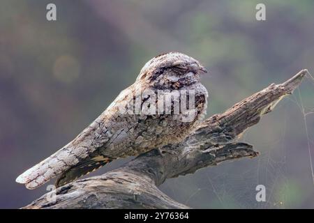 Nuitjar gris (Caprimulgus indicus) perché sur une branche, Bharatpur, Dehli, Inde. Banque D'Images