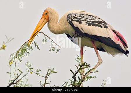 Cigogne peinte (Mycteria leucocephala) dans un arbre, Bharatpur, Dehli, Inde. Banque D'Images