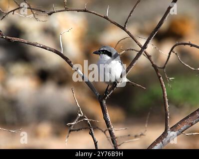 Grande Shrike grise ou oiseau boucher, Lanius excubitor koenigi, Laniidae. Corralejo Dunes, Corralejo, Fuerteventura, Îles Canaries, Espagne, Europe. Banque D'Images