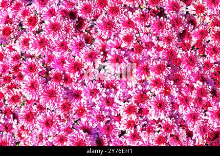 beau fond rose de chrysanthèmes florissants. Préparation pour les vacances. Soin des fleurs. floraison Banque D'Images