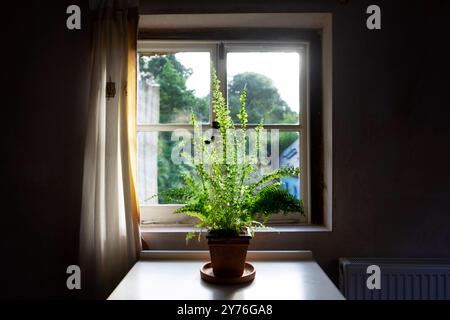 'Dryopteris fougère debout poussant dans un pot en terre cuite dans une pièce ombragée par fenêtre avec rideau donnant sur la campagne au pays de Galles UK KATHY DEWITT Banque D'Images