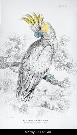 Cockatoo à crête inférieure au soufre. Perroquets. Edward Lear. 1836 Banque D'Images