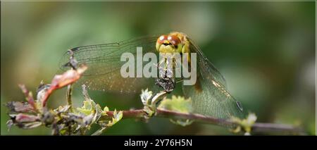 Une femelle dard commun se nourrissant d'un autre insecte. Banque D'Images