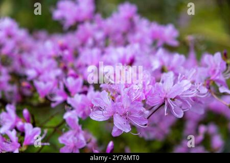 Floraison rhododendron japonicum, azalée japonaise fleurs violettes rose vif en gros plan, plante de jardin au Japon Banque D'Images