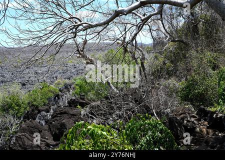 La réserve spéciale d'Ankarana est une forêt sèche de feuillus avec de nombreuses espèces endémiques (flore et faune). En bas tsingy (karst sur calcaire jurassique). Diana Banque D'Images