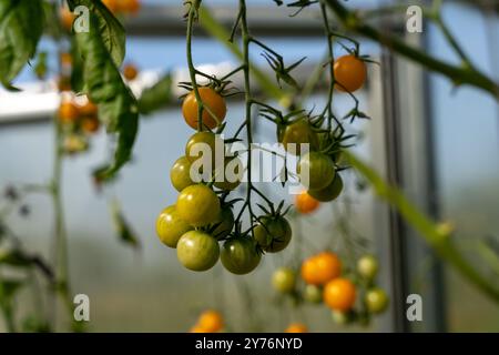 Beaucoup de tomates vertes non mûres poussant en serre Banque D'Images