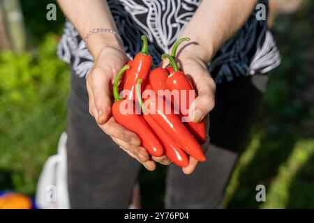 Femmes tenant un bouquet de piments rouges frais dans les mains Banque D'Images