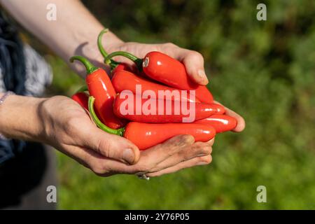 Femmes tenant un bouquet de piments rouges frais dans les mains Banque D'Images