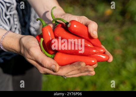 Femmes tenant un bouquet de piments rouges frais dans les mains Banque D'Images