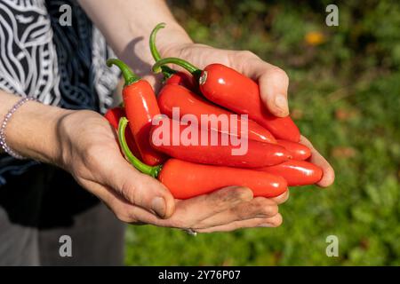 Femmes tenant un bouquet de piments rouges frais dans les mains Banque D'Images