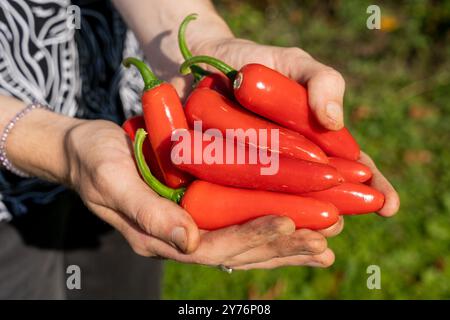 Femmes tenant un bouquet de piments rouges frais dans les mains Banque D'Images