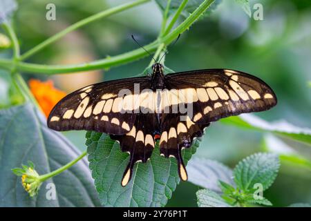 Un papillon King Swallowtail, papilio thoas, également connu sous le nom de Thoas Swallowtail. Trouvé dans le sud des États-Unis, au Mexique, en Amérique centrale et Banque D'Images