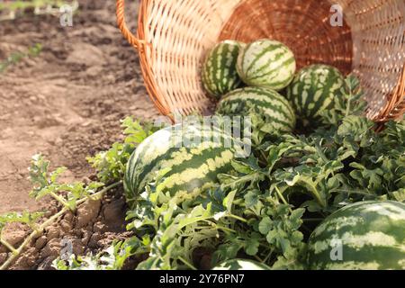 Panier en osier renversé avec des pastèques mûres dans le champ le jour ensoleillé Banque D'Images