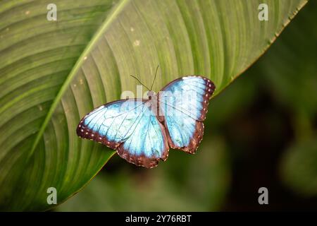 Papillon morpho bleu, célèbre pour ses ailes bleues irisées, se nourrit de fruits. Photo prise en Amérique centrale ou en Amérique du Sud. Banque D'Images