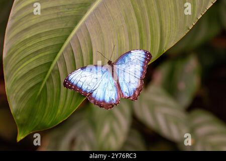 Papillon morpho bleu, célèbre pour ses ailes bleues irisées, se nourrit de fruits. Photo prise en Amérique centrale ou en Amérique du Sud. Banque D'Images