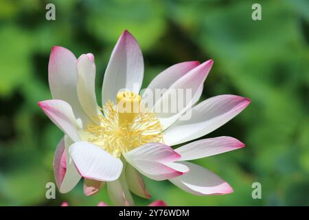 Une belle fleur de lotus en pleine floraison, présentant de délicats pétales blancs et roses avec un centre jaune vif sur un fond vert luxuriant Banque D'Images