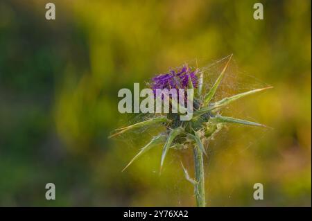 Gros plan du chardon Marie (Silybum marianum) Banque D'Images
