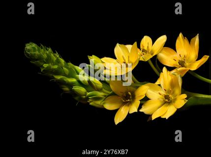 Fleurs et bourgeons Chincherinchee jaunes placés sur un fond Uni complémentaire. Collinswoodimages. Banque D'Images