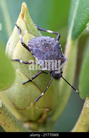 vue rapprochée d'un insecte puant marmoré brun sur un bourgeon vert de rhododendron et arrière-plan flou Banque D'Images