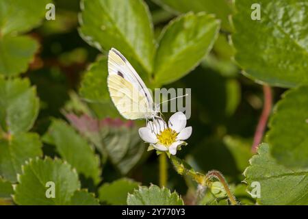 un papillon de chou buvant sur une fleur de fraise au soleil Banque D'Images