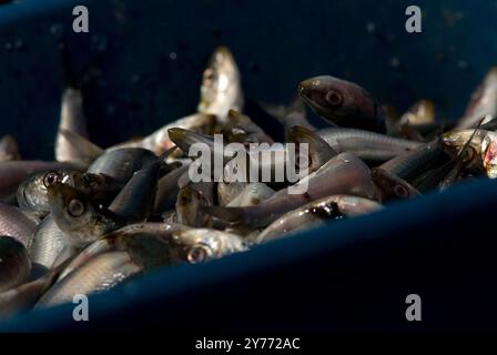 Des images choquantes d'un énorme poisson meurt dans les eaux californiennes, mettant en évidence les graves impacts de la pollution. Les conséquences sont dévastatrices pour la marine locale Banque D'Images