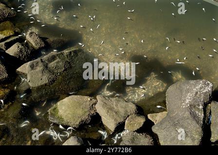 Des images choquantes d'un énorme poisson meurt dans les eaux californiennes, mettant en évidence les graves impacts de la pollution. Les conséquences sont dévastatrices pour la marine locale Banque D'Images