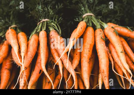 Carottes orange sur un fond en bois. Bouquets de carottes fraîches sales bio avec des légumes verts en gros plan. Banque D'Images