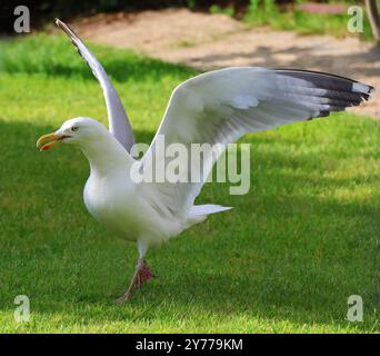 Une mouette argentée (Larus argentatus) dans mon jardin à Winchcombe dans le Gloucestershire Royaume-Uni Banque D'Images