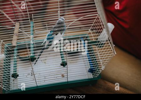 Budgerigar bleu perché dans une cage sur une table en bois Banque D'Images