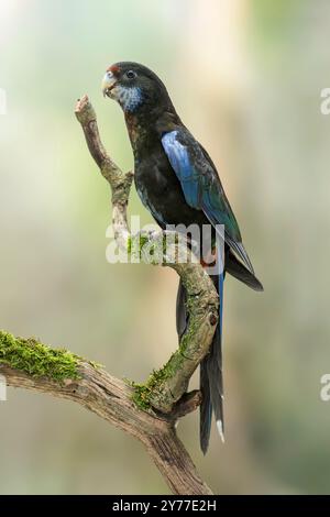 Mutation noire de rosella orientale, Platycercus eximius Banque D'Images