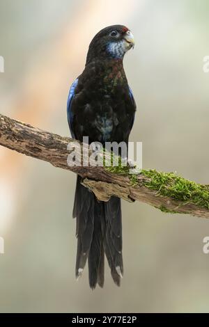 Mutation noire de rosella orientale, Platycercus eximius Banque D'Images