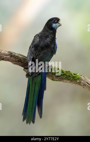 Mutation noire de rosella orientale, Platycercus eximius Banque D'Images