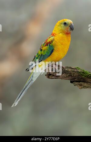 Perroquet rouge en mutation opaline, Psephotus haematonotus Banque D'Images