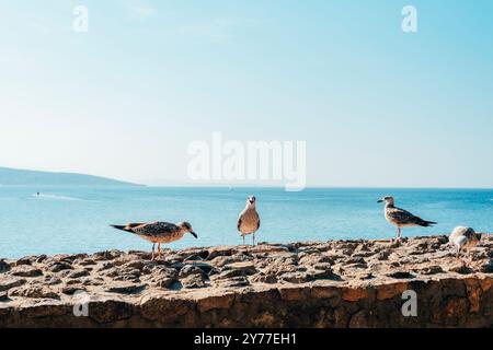 Mouettes assis sur un mur de pierre sur la toile de fond d'une baie de mer. Banque D'Images