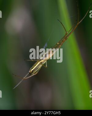 Araignée extensible argentée Tetragnatha montana accrochée sur sa toile. Banque D'Images