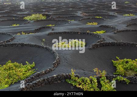 Viticulture en cendres volcaniques abritées du vent par des socos, murs en pierre semi-circulaires, la Geria, Lanzarote Espagne Banque D'Images