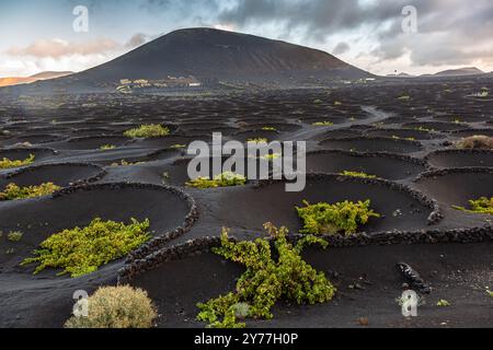 Viticulture en cendres volcaniques abritées du vent par des socos, murs en pierre semi-circulaires, la Geria, Lanzarote Espagne Banque D'Images