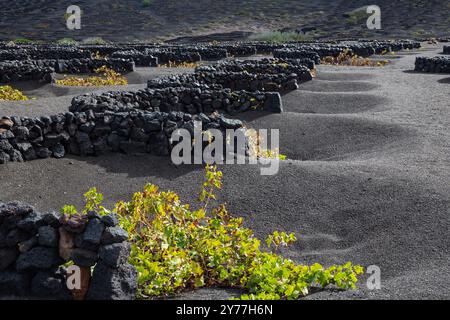 Viticulture en cendres volcaniques abritées du vent par des socos, murs en pierre semi-circulaires, la Geria, Lanzarote Espagne Banque D'Images