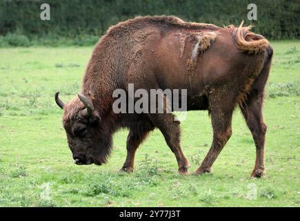 Bison européen mâle, Buffalo européen ou bison des bois européen, Bison bonasus, Bovidae. Le bison d'Europe est l'animal terrestre sauvage le plus lourd d'Europe. Banque D'Images